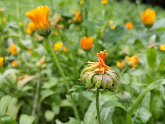 Marigold