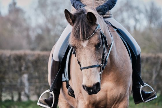 safer in the saddle