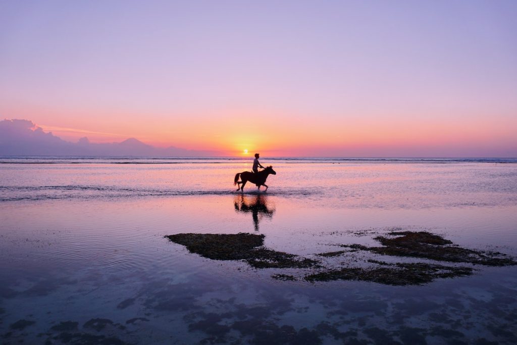horse at beach