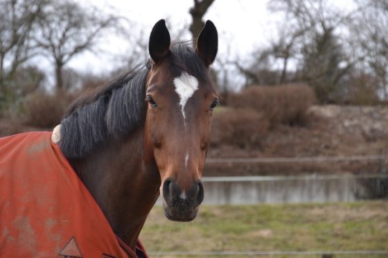 Horse with blanket