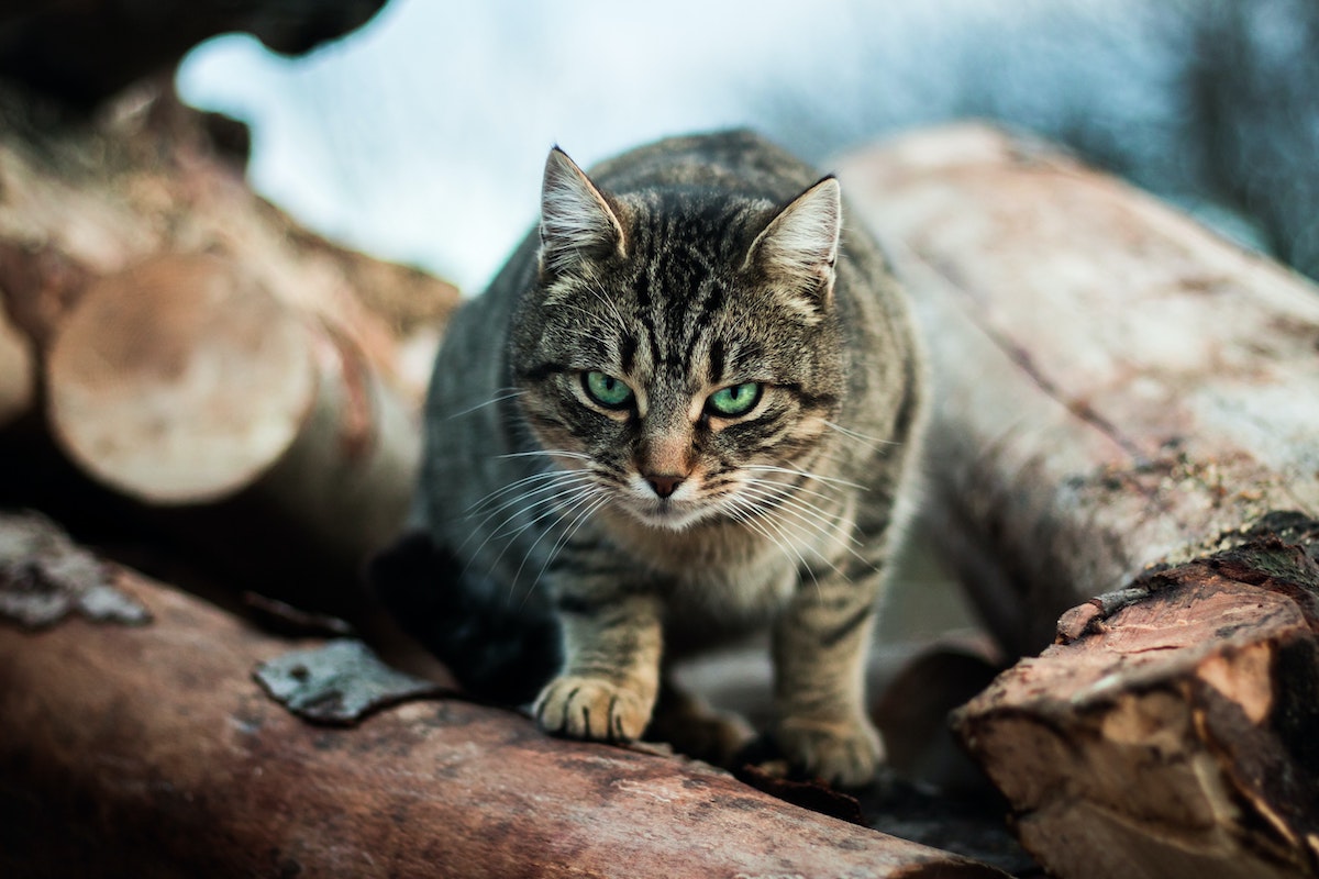 Why Every Barn Needs a Cat