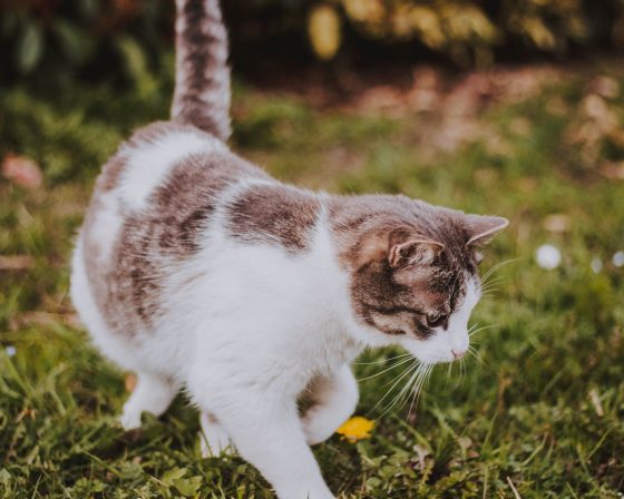 Why Every Barn Needs a Cat