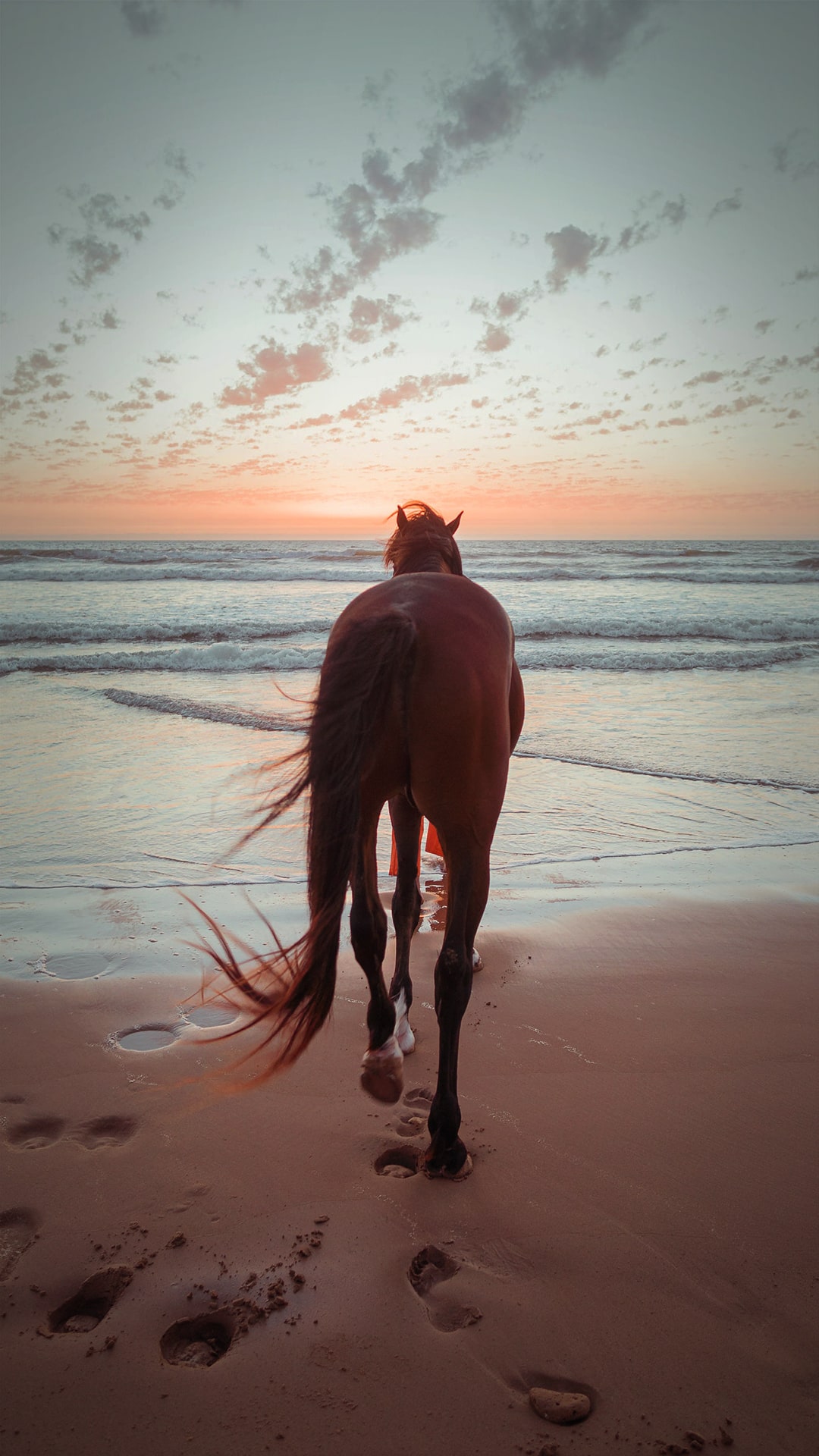 The Corolla Wild Horses