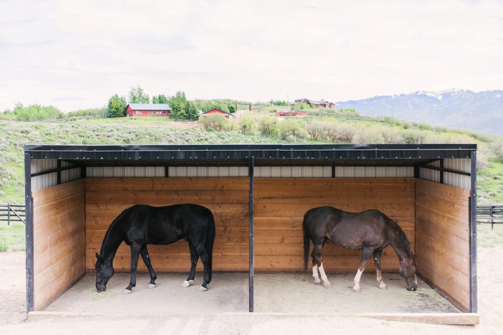 Bringing Your Horses Home 