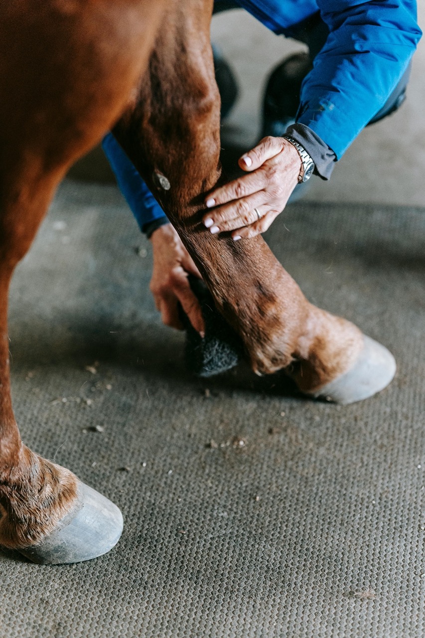 laminitis in horses