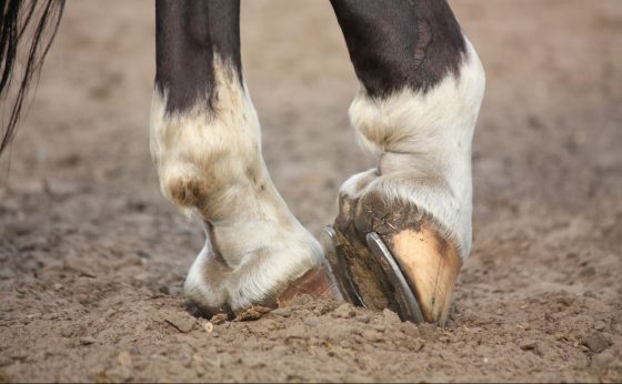 hoof