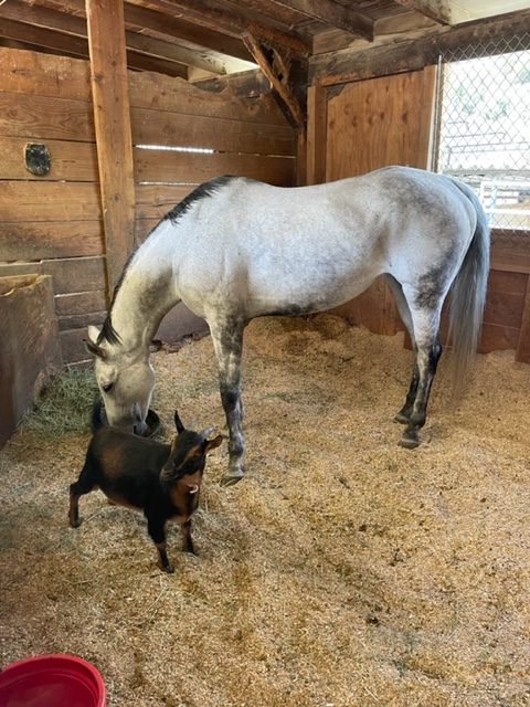 horse with goat