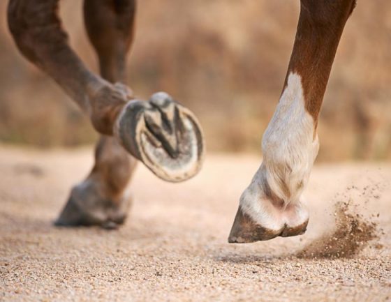 hoof