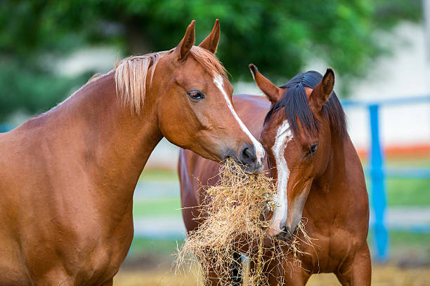  Forage-Based Feed Products