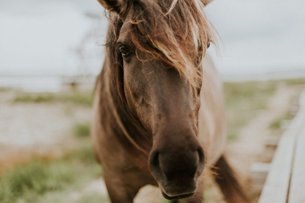 horse