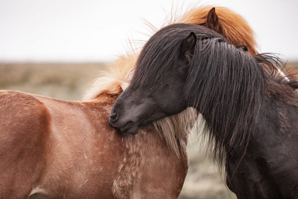 Horses