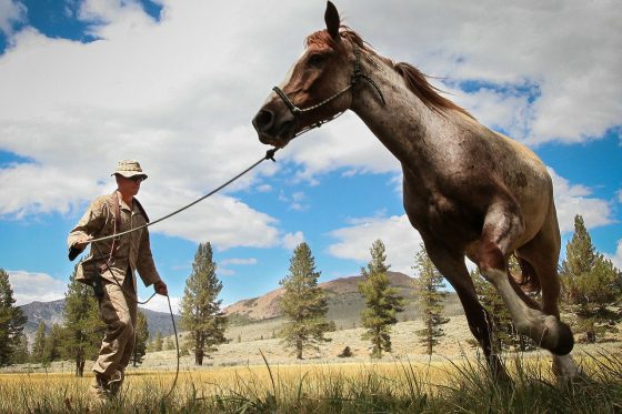 Lunging Horse