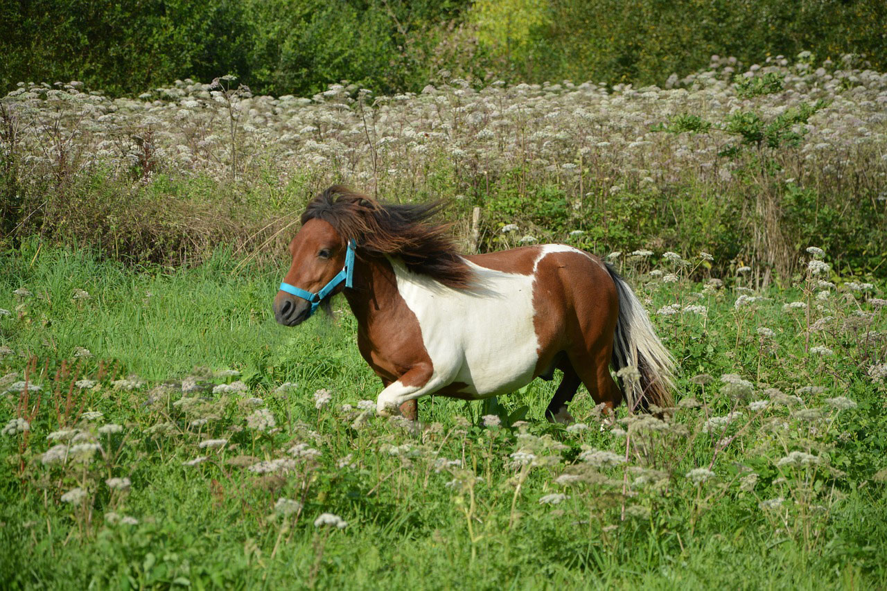 Miniature