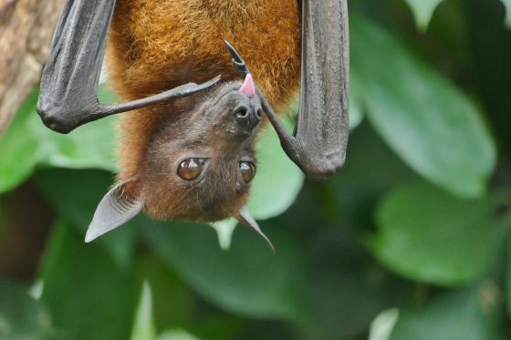 Bat