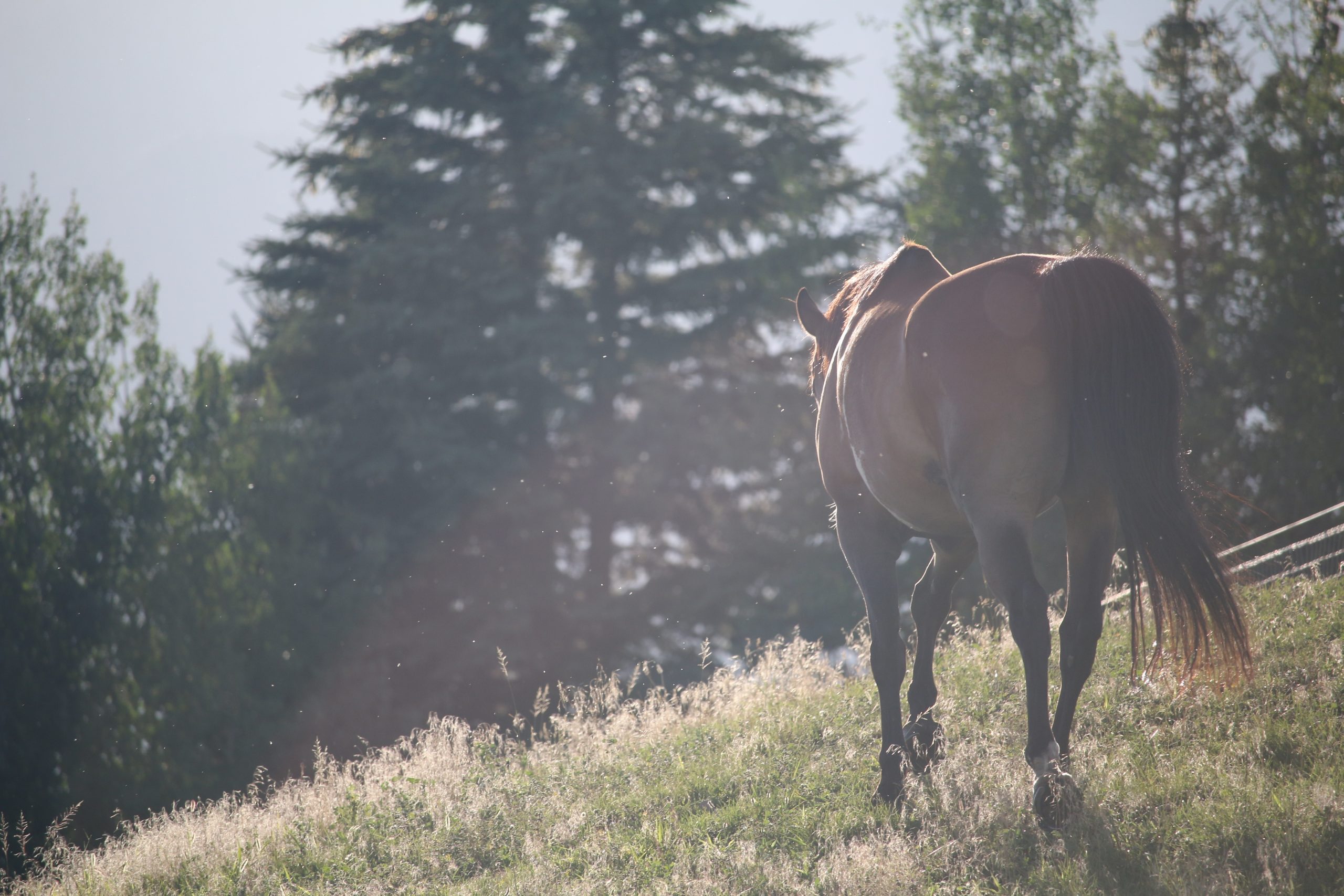 horse