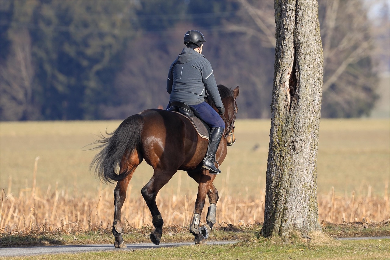 horse confidence