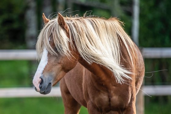 shedding horse