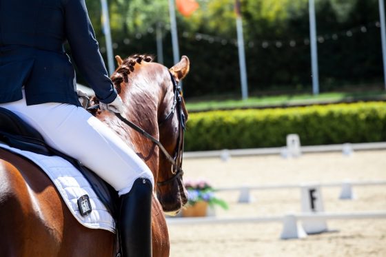 Horse Show