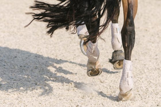 horse in arena