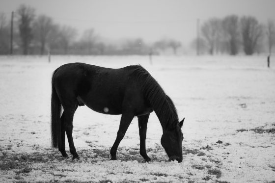 snow horse