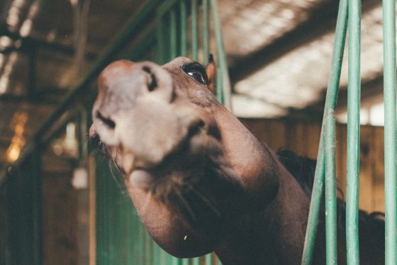 funny horse