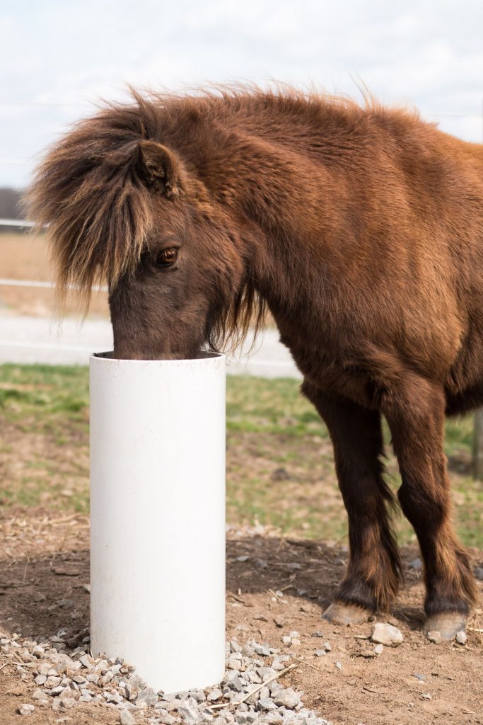 Horse drinking out of drinking post waterer