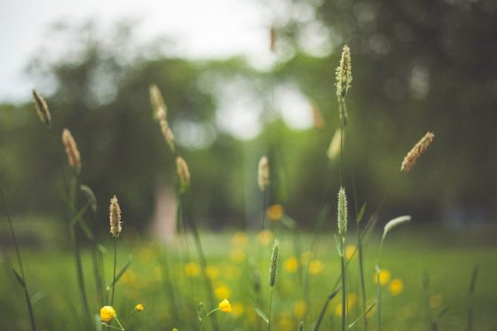 Grass