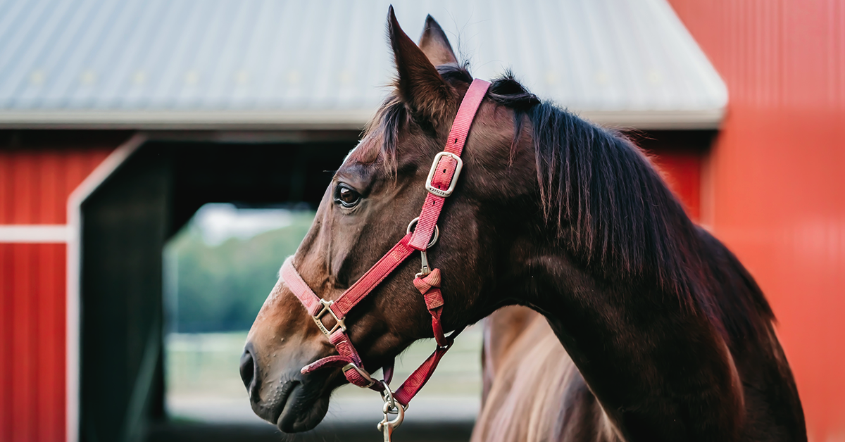 Horse Barn Fire Safety