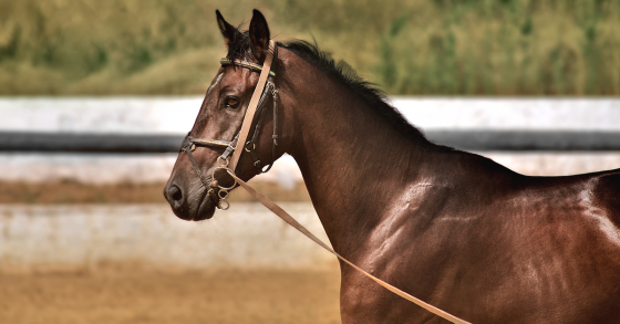 Halter-Breaking Tips