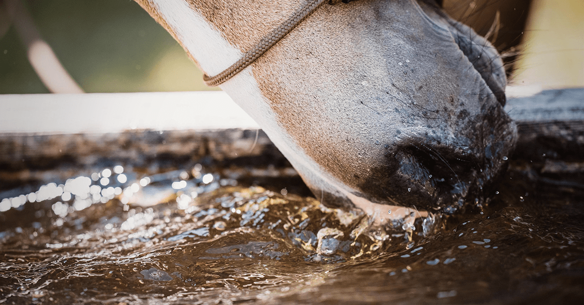 Dehydration in Horses