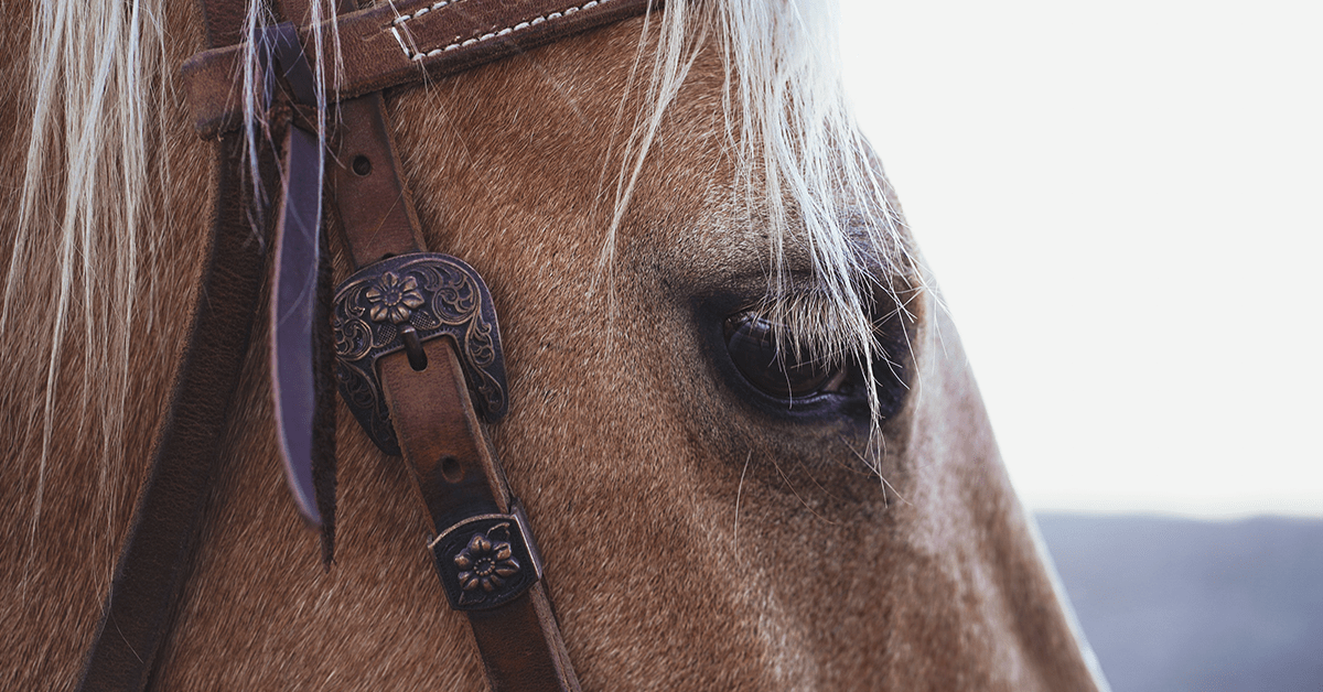 Why do you ride?