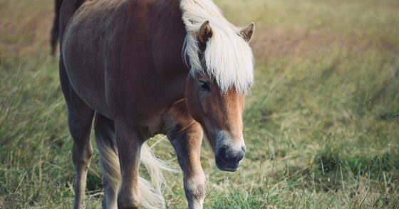 Feeding Your Horse A Forage-Based Diet