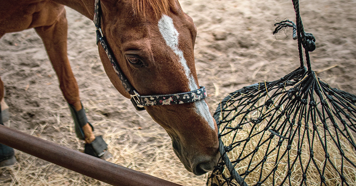 Feeding Your Horse A Forage-Based Diet
