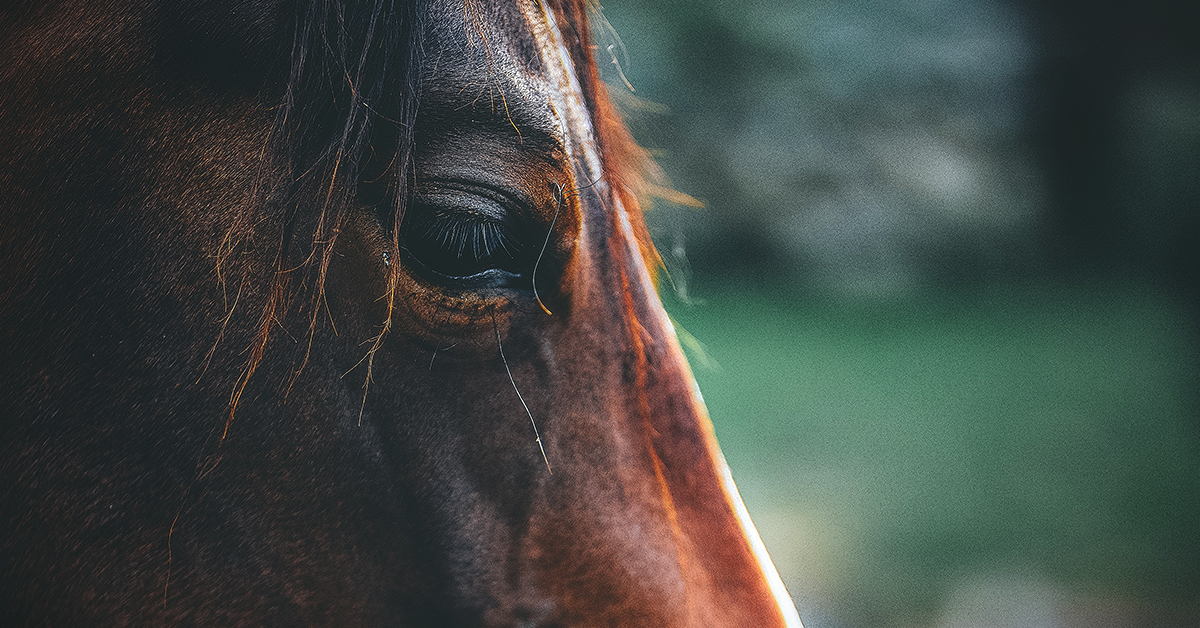 Feeding Your Horse A Forage-Based Diet