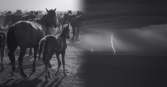 That Time My Mare Foaled During a Monsoon Storm