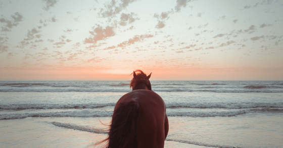 Horseback Vacations