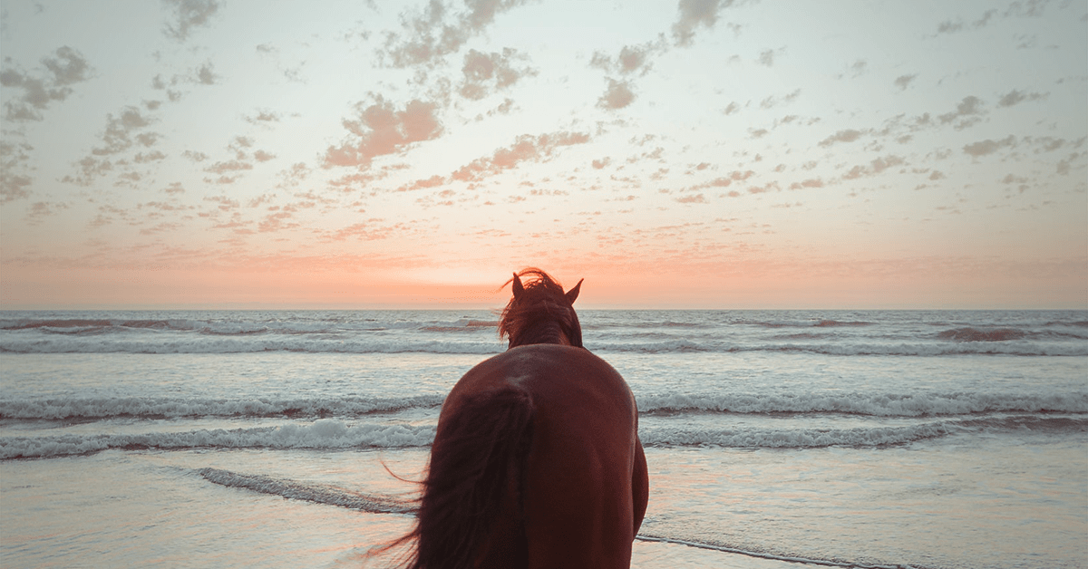 Horseback Vacations