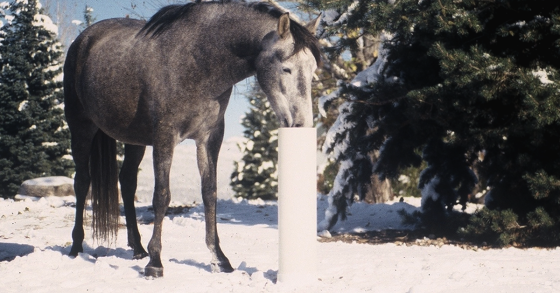 Non-electric Freshwater Source for Horses