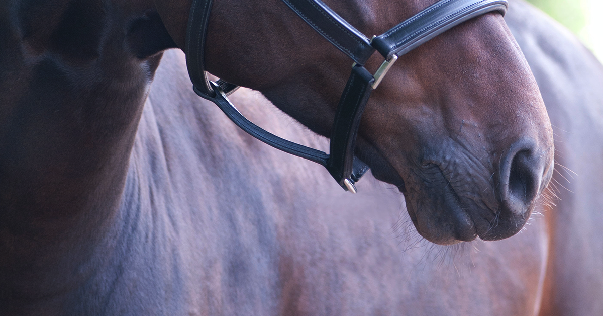 Horse's Vital Signs