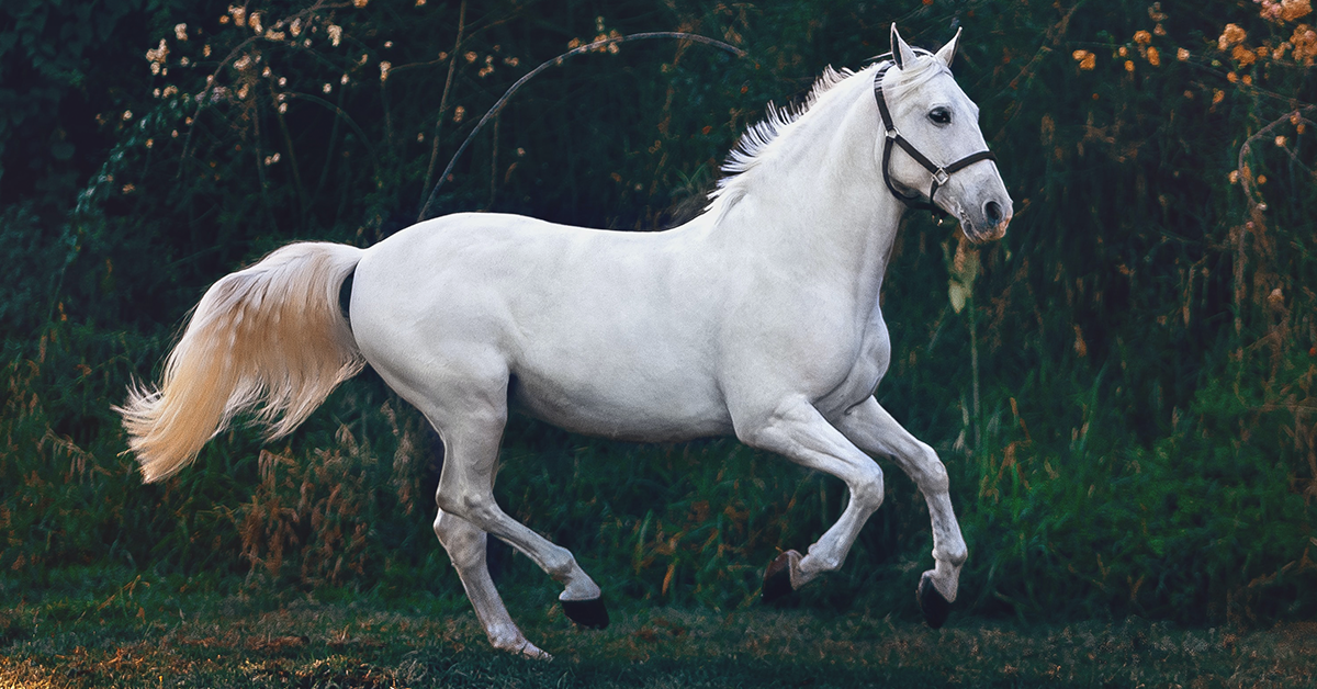 Horse's Vital Signs