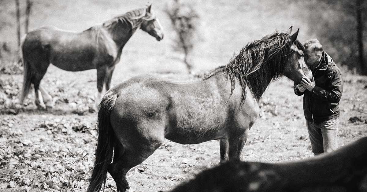 Understanding Horse Body Language