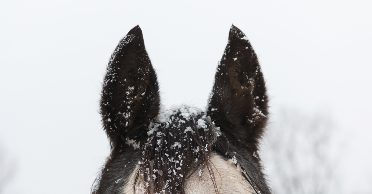 Winter Activities