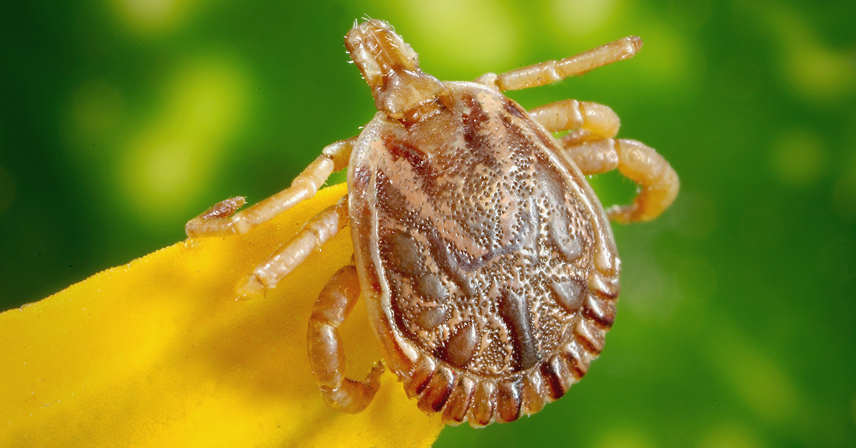 Garlic: Tick Prevention