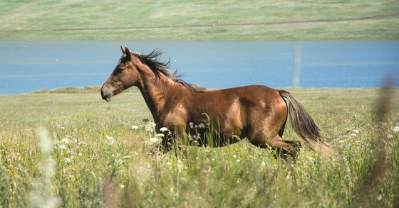 Exercises for Improving Your Horse’s Fitness Level