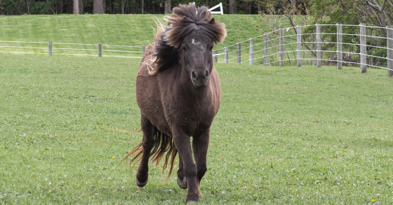 Miniature Horses