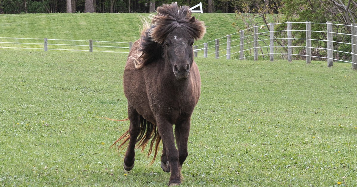 Miniature Horses