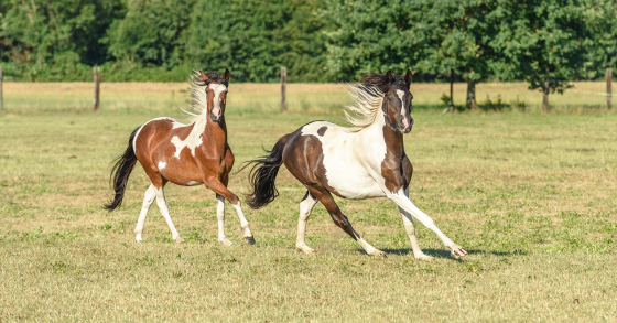 Why Do Horses Chew Wood?