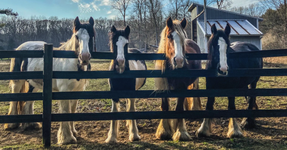 Gypsy Vanner