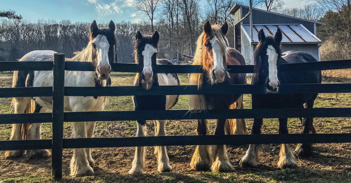 Gypsy Vanner