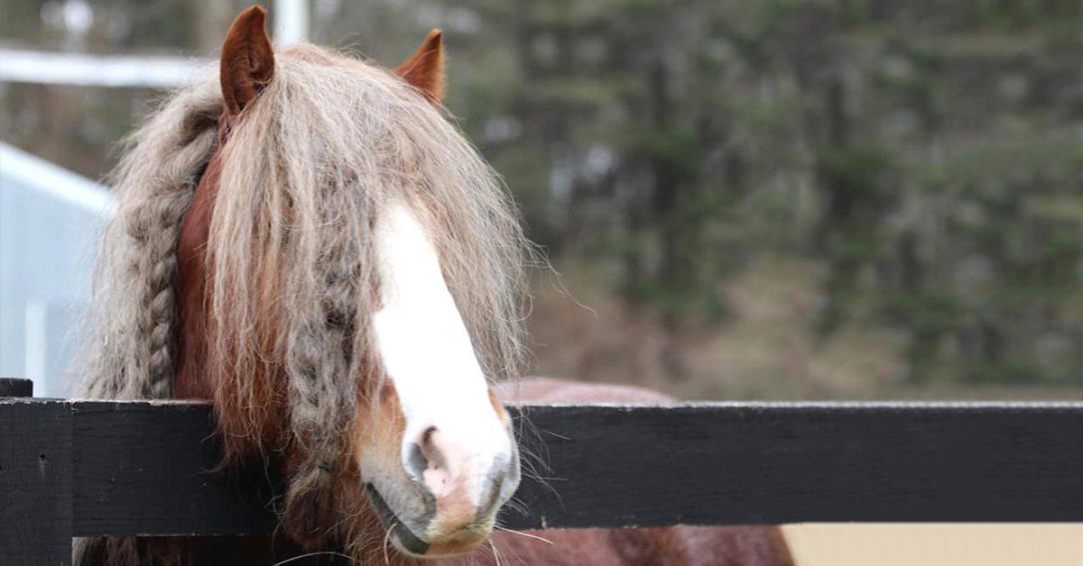 Gypsy Vanner